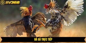 Đá Gà Trực Tiếp SV368 - Sảnh Cá Cược Kịch Tính Thú Vị