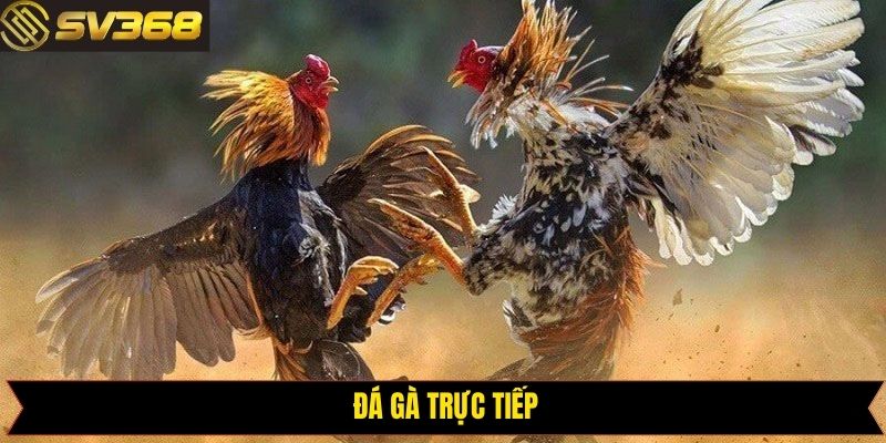 Đá Gà Trực Tiếp SV368 - Sảnh Cá Cược Kịch Tính Thú Vị