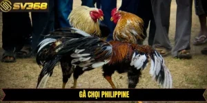 Gà Chọi Philippine - Hình Thức Chọi Gà Đình Đám Nhất SV368