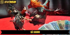 Gà Shamo - Bậc Thầy Chiến Đấu Trong Giới Chọi Kê Hiện Nay