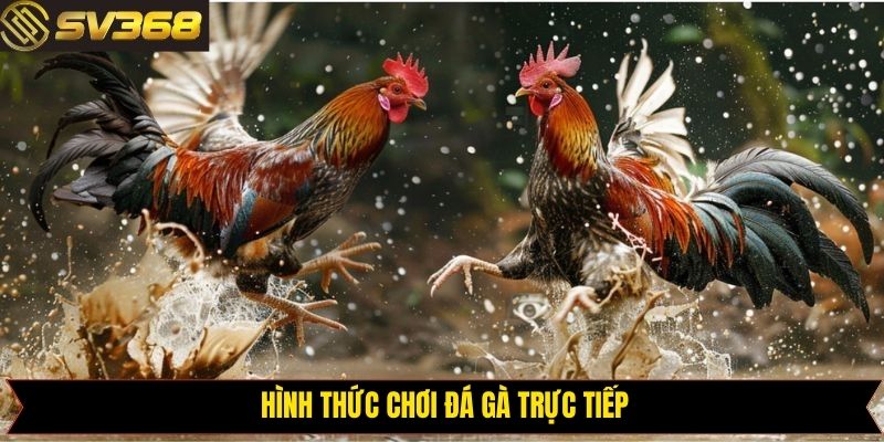 Thể loại đá gà trực tiếp nổi tiếng tại SV368
