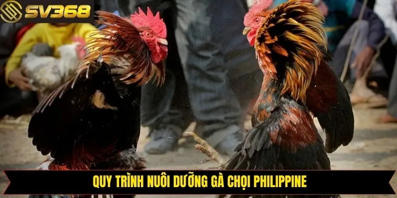 Nuôi dưỡng và tập luyện cho quá trình thi đấu của gà