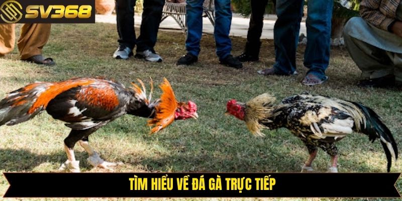 Đôi nét về điểm đến giải trí đá gà SV368