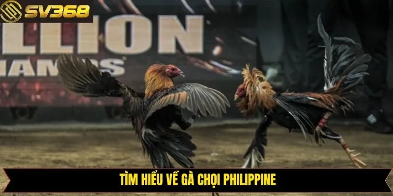 Tổng quan nguồn gốc ra đời của hình thức chọi gà Philippine
