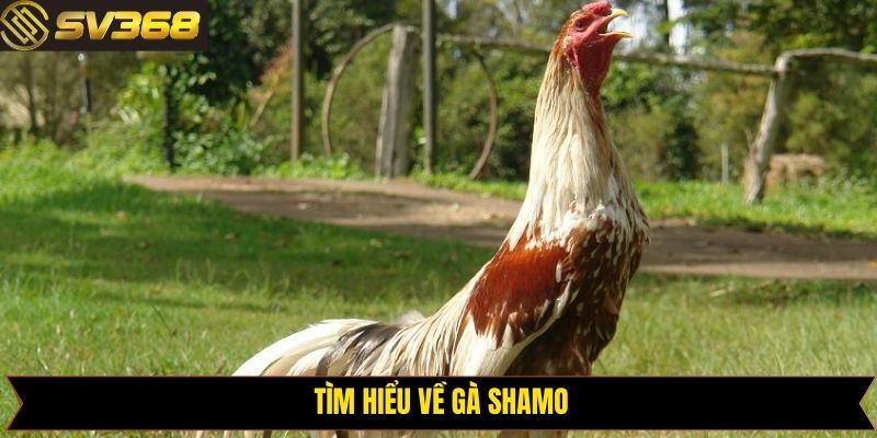 Tìm hiểu nguồn gốc của giống kê Shamo