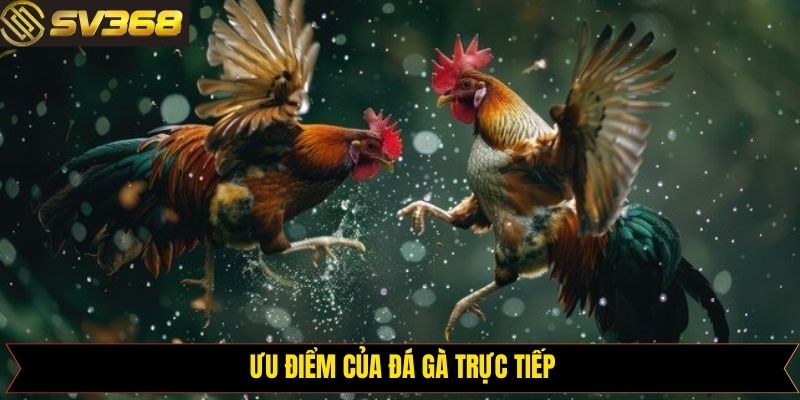 Ưu điểm nổi bật của sảnh đá gà trực tiếp SV368