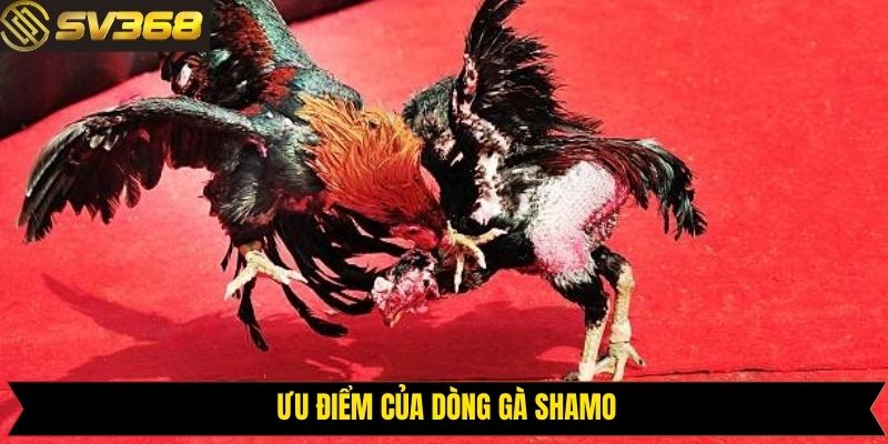 Những dòng gà Shamo được nhiều người yêu thích