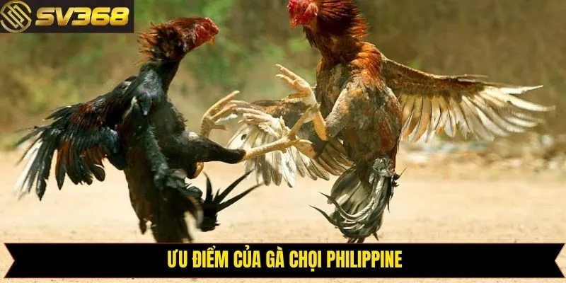 Đặc điểm cuốn hút nhất của gà chọi Philippine