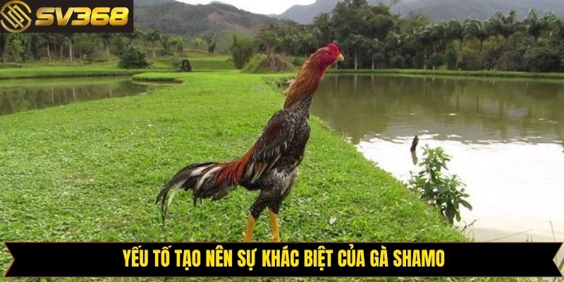 Điểm nhấn làm nên sức mạnh độc nhất của gà Shamo